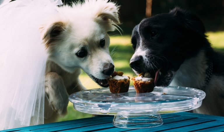 Un câine şi o căţeluşă şi-au jurat iubire. Cea mai drăguţă căsătorie (FOTO)