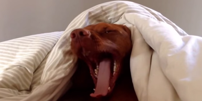 VIDEO Aude alarma de dimineaţă şi începe să cânte