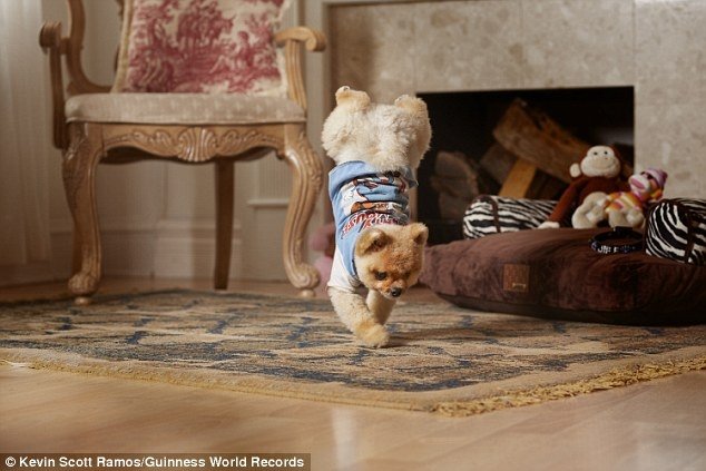 RECORD MONDIAL: Câinele care merge cel mai repede în două labe (VIDEO)