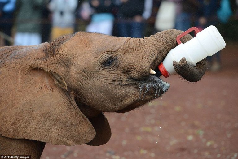 Cei mai drăgălaşi elefănţei. Orfani, au găsit un cămin perfect unde se joacă în voie (FOTO)
