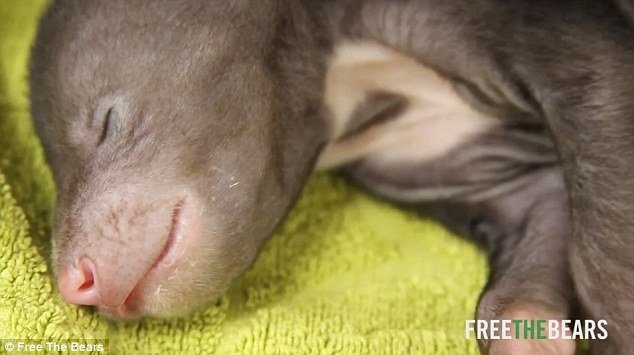 Doi ursuleţi cât nişte şoricei. Nu au apucat să-şi cunoască mama (VIDEO&FOTO)