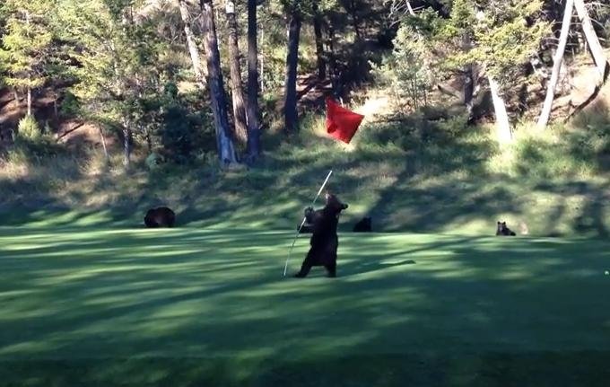Un pui de urs se joaca si danseaza pe un teren de golf din Canada (VIDEO)