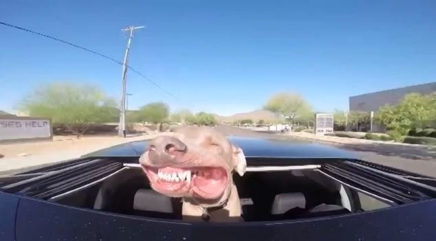 VIDEO Mai, mai să-şi ia zborul cu fălcile. A devenit vedetă pe internet după ce a scos capul afară