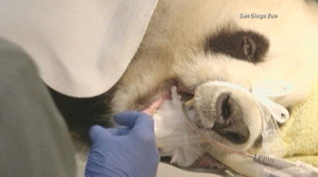 Un urs panda a fost anesteziat ca să i se poată repara un dinte ciobit (IMAGINI)