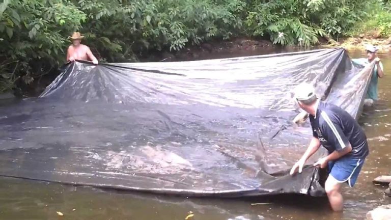 VIDEO Metodă inedită de prins zeci de peşti în câteva minute. Mai uşor decât atât nu se poate