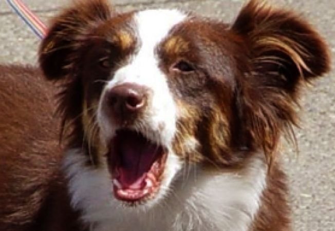 Ce spun câinii atunci când latră? Hămăitul lor comunică informaţii importante