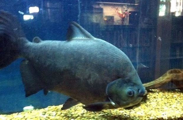 Un peştişor de acvariu în vârstă de 10 ani, operat la cap în Australia (VIDEO)