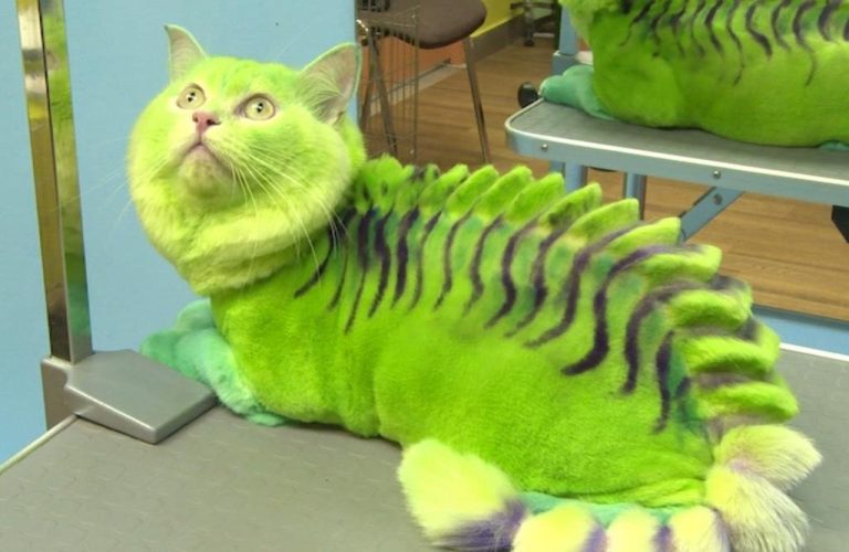 Un salon de înfrumuseţare pentru animale vă transformă pisica în dragon verde (VIDEO)