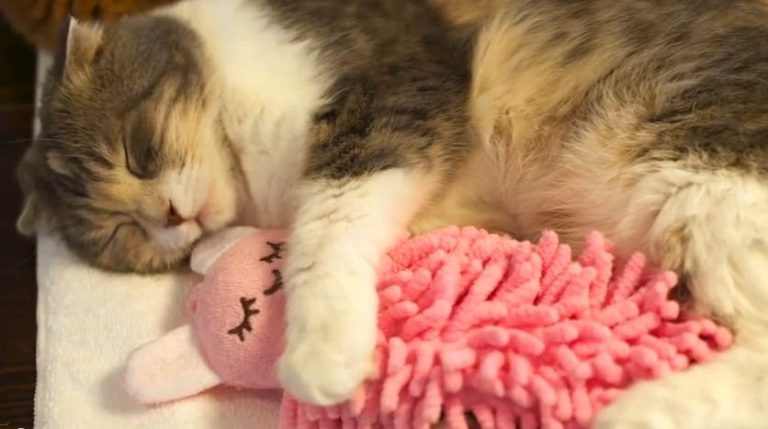 O pisică doarme cu o păpuşică în braţe ca să se simtă iubită (VIDEO)