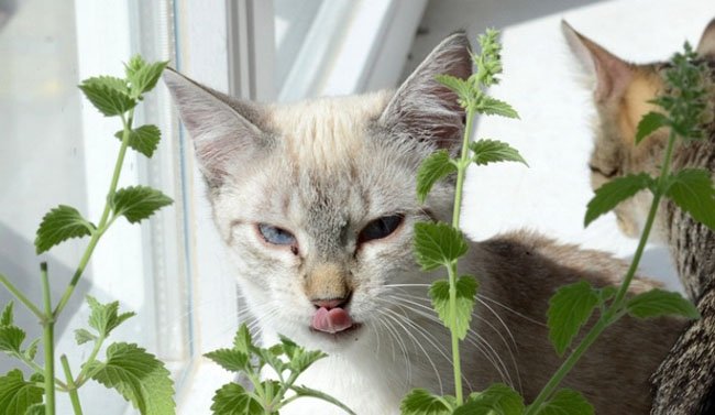  VIDEO De ce cătuşnica le înnebuneşte pe pisici?