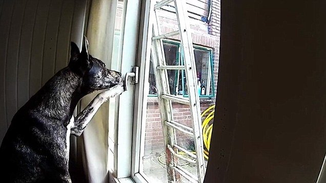  VIDEO Au montat o cameră în living să vadă ce face câinele lor. Imaginile i-au lăsat fără cuvinte pe stăpâni