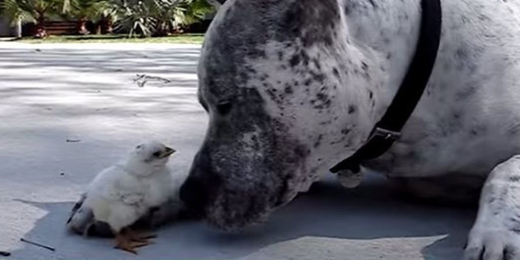  Un pitbull şi un puiuţ galben de găină se alintă reciproc (VIDEO)