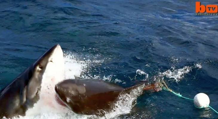 Un rechin de 2,6 metri, mâncat de un alt rechin de 5 metri (VIDEO)