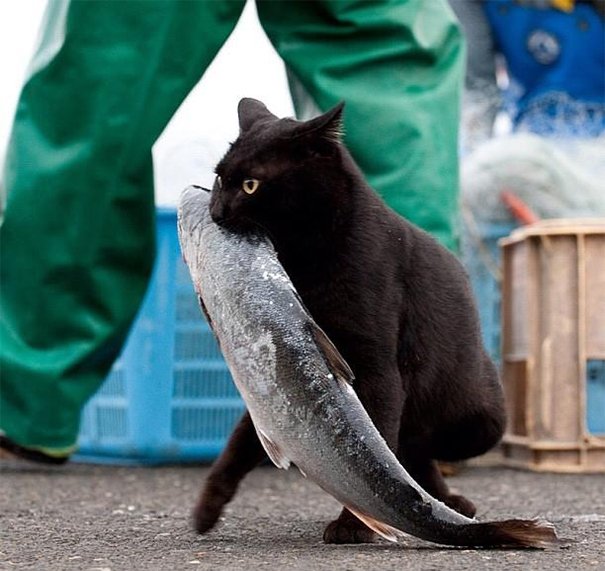  107561_76372_stiri_pisici-hoate-12