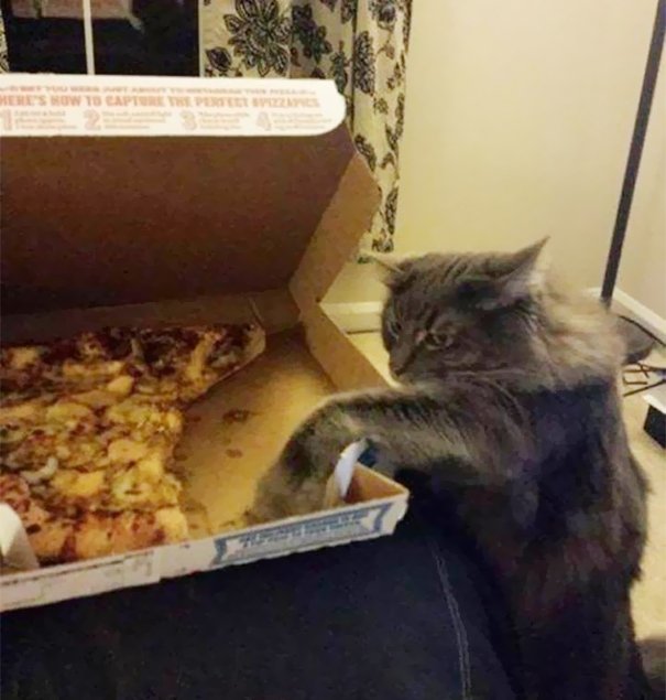  107563_76372_stiri_pisici-hoate-14