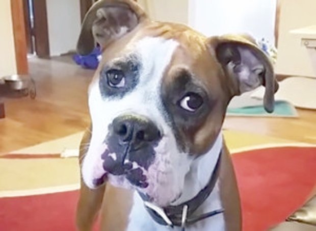 Un câine, supărat din cauză că nu are voie să stea pe canapea (VIDEO)