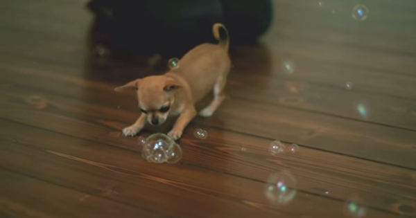  În slow motion, un chihuahua alergând după baloane de săpun (VIDEO)
