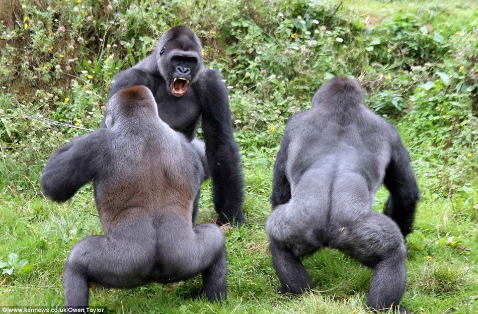  107999_76576_stiri_gorile-3