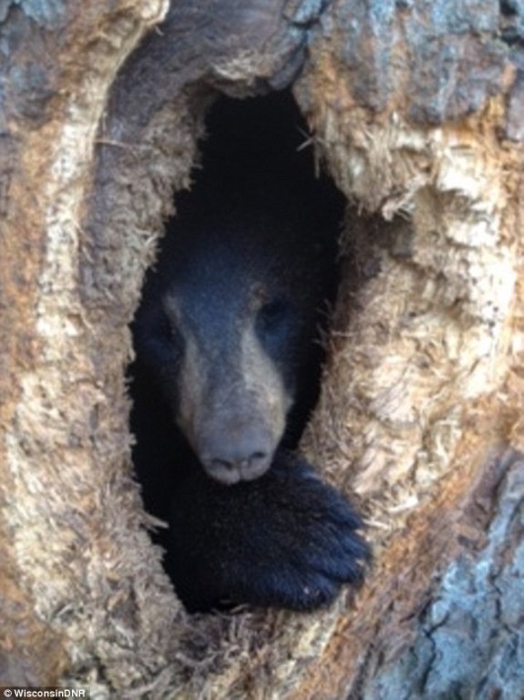  108038_76587_stiri_ursulet