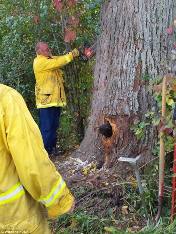  108039_76587_stiri_salvare-ursuleti