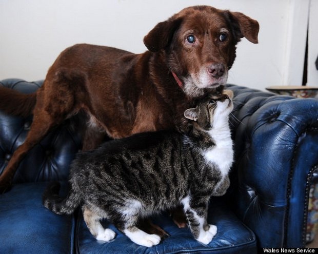  EMOŢIONANT: Un motănel a devenit ajutorul unui câine orb bătrân (VIDEO)