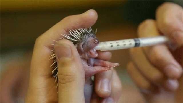  Un arici de 4 zile bea lapte şi ceai de muşeţel, fiind hrănit cu pipeta (VIDEO)