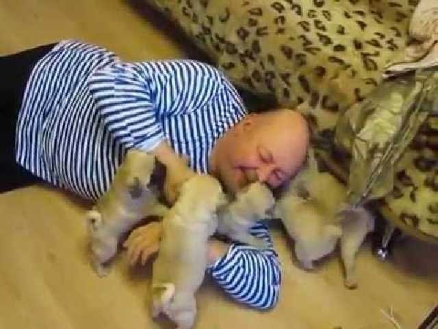  O grămadă de căţeluşi l-au sufocat cu iubire pe stăpânul lor (VIDEO)