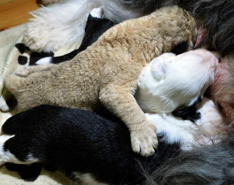  109189_77139_stiri_pui-de-leu-adoptat-de-un-catel-Foto-sligotoday.ie_