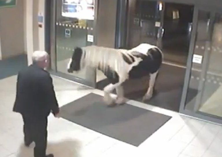 VIDEO. Un ponei, vizitatorul inedit dintr-o secţie de Poliţie