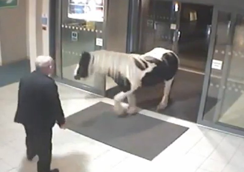  VIDEO. Un ponei, vizitatorul inedit dintr-o secţie de Poliţie