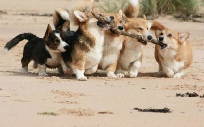  109335_77202_stiri_animale-in-echipa-4