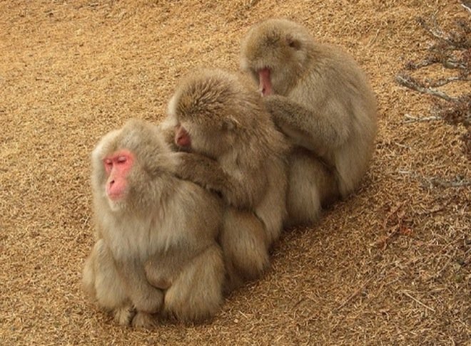  109337_77202_stiri_animale-in-echipa-7