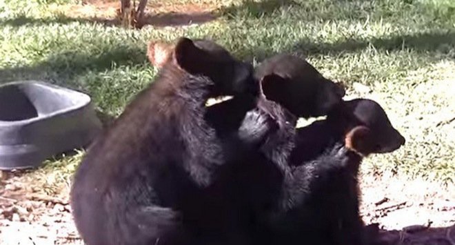  109338_77202_stiri_animale-in-echipa-8