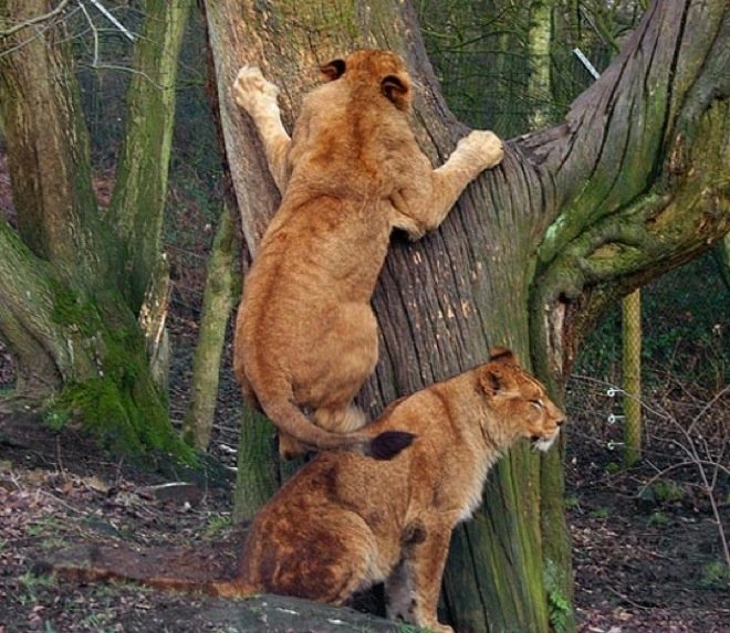  109339_77202_stiri_animale-in-echipa-9