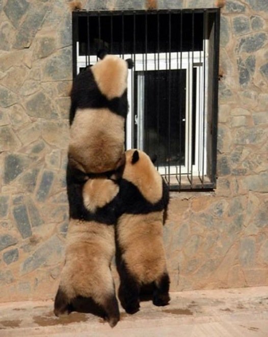  109340_77202_stiri_animale-in-echipa-10