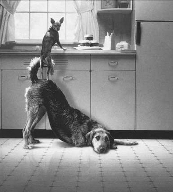  109341_77202_stiri_animale-in-echipa-11