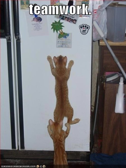  109344_77202_stiri_animale-in-echipa-14