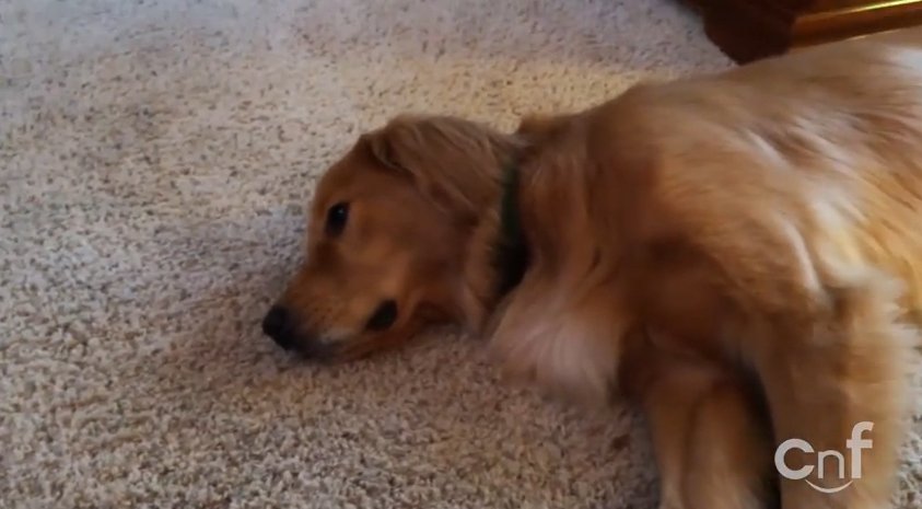  Animale prea obosite ca să se mai joace, în ciuda insistenţelor stăpânilor (VIDEO)