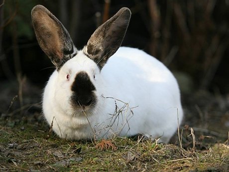  109835_77366_stiri_iepure