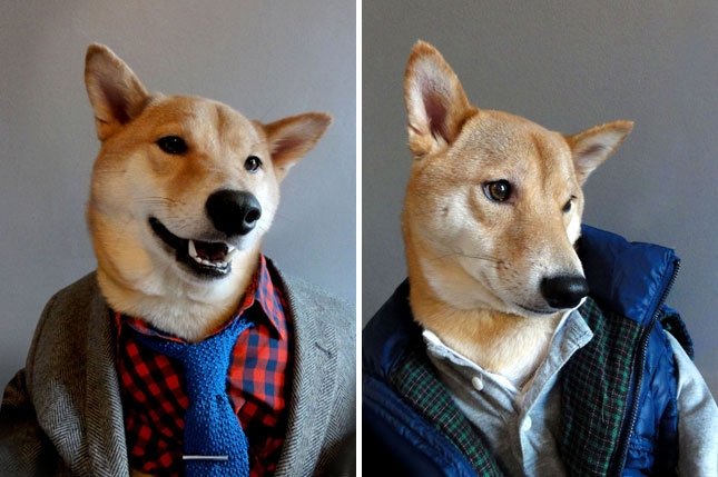  VIDEO Câinele Bodhi va câştiga 1,5 milioane dolari pe an să prezinte haine bărbăteşti