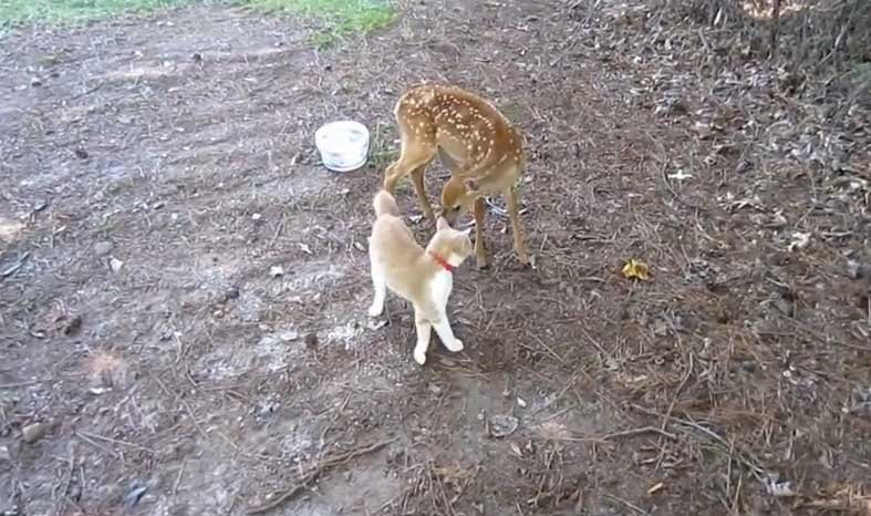  Alint şi iubire între o căprioară şi o pisică. Prietenia nu are limite (VIDEO)