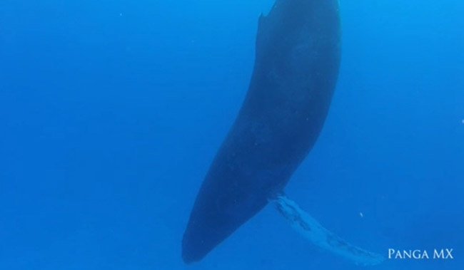  VIDEO Așa dorm balenele cu cocoașă! Cu botul în jos, aproape perfect vertical