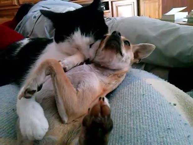  Cleo, pisica, a adoptat-o pe Maggie, căţeluşa chihuahua (VIDEO)