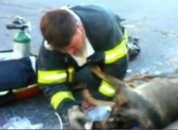  Salvat de masca cu oxigen. Povestea emoționantă a unui câine scos din flăcări