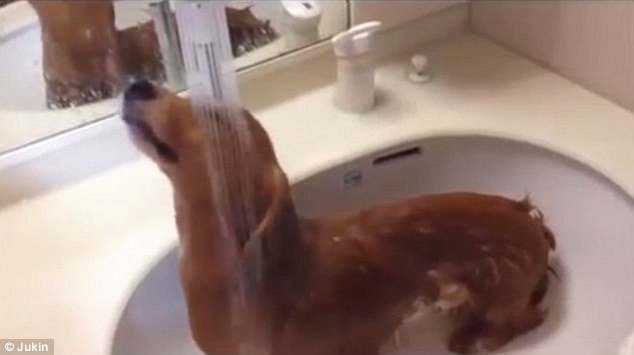  Cât de încântat de duş este acest câine (VIDEO)