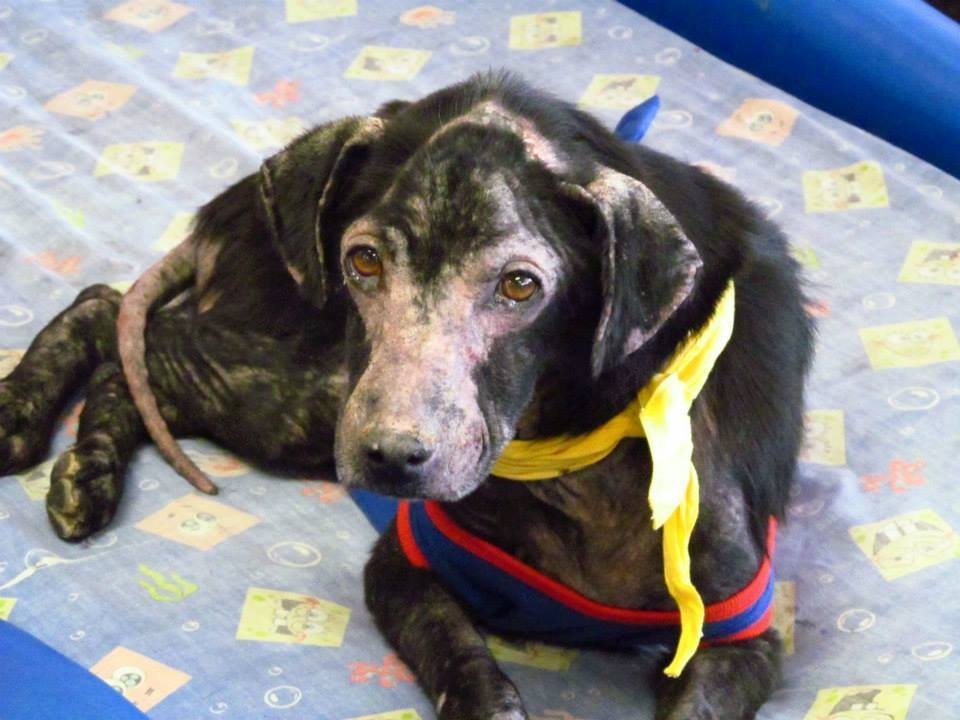  Un labrador adoptat de la adăpost este alergic la oameni