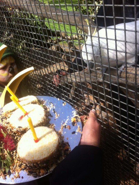 Petrecere cu tort și lumânări pentru un papagal din Tasmania care a împlinit 100 de ani