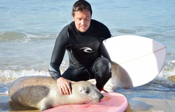 O focă gri adoră surfingul. Îl practică de dragul prietenilor