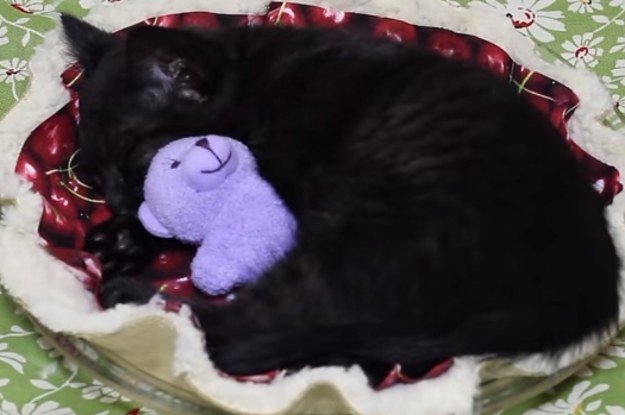 VIDEO: Nu aţi văzut o pisică mai drăgălaşă decât aceasta. Cum doarme