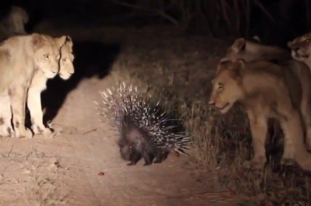 VIDEO Acest porc spinos s-a luat la bătaie cu 17 lei. Cine a câştigat?